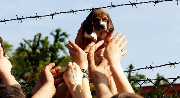 Uno dei cuccioli di beagle "liberati"