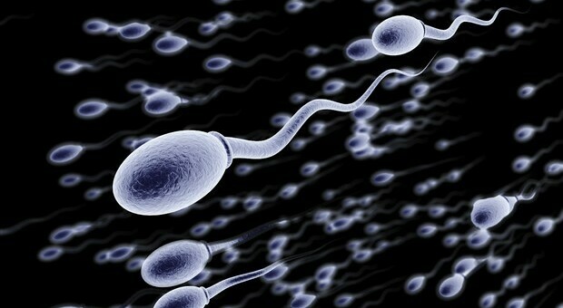 Gli spermatozoi possono sopravvivere nello spazio per 200 anni senza danni al DNA
