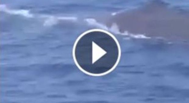Il campione Occhiuzzi va a pesca a Ischia. E a largo spunta una balena | Guarda il Video