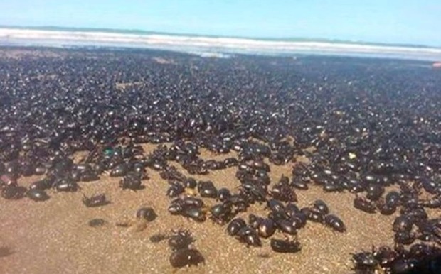 Chilometri di spiagge invasi dagli scarafaggi. Gente terrorizzata: "È la fine del mondo"