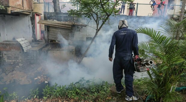 Dengue, due casi in Italia. Ministero della Salute: «Non correlati a viaggi in zone endemiche per l'infezione»