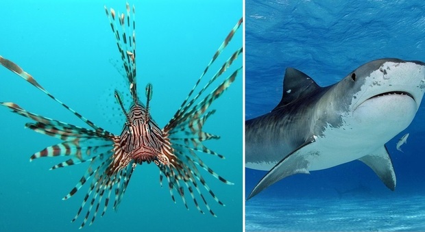 Il Mediterraneo si fa tropicale, centinaia di nuove specie marine: “Molte letali per l'uomo”