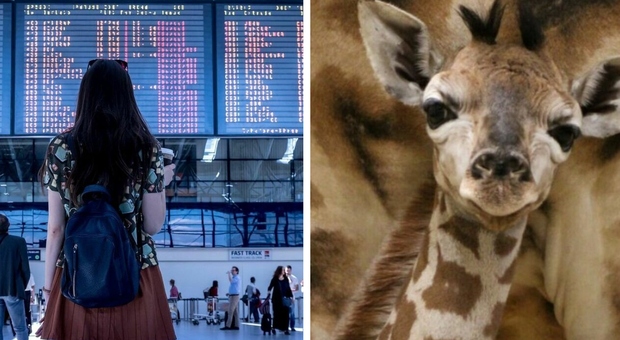 Fermata in aeroporto, trasportava feci di giraffa: «Volevo farci una collana». La vicenda incredibile