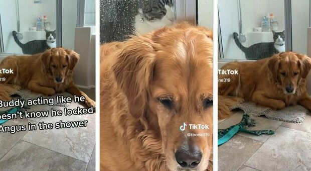 Il cane intrappola il gatto dentro la doccia e finge di non saperne nulla: l'esilarante video conquista TikTok