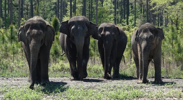 Un'oasi in Florida per salvare gli elefanti dei circhi: già accolte e liberate12 femmine