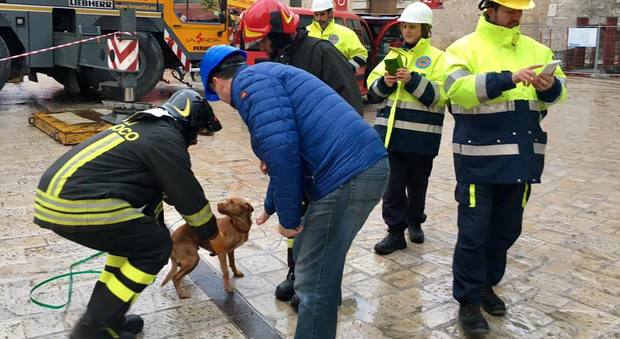 Ciccio sopravvive al terremoto: il piccolo cane spunta nella zona rossa di Norcia
