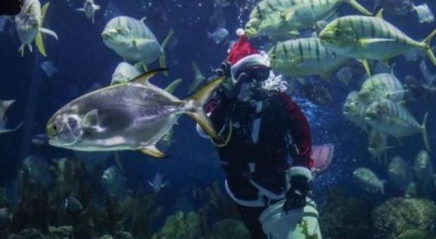 Malesia, Babbo Natale porta doni ai pesci del grande acquario di Kuala Lampur