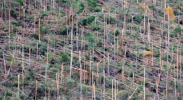 Gli alberi abbattuti della Val Visdende vanno a ruba, incentivi alle segherie