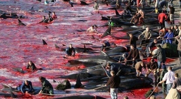 La mattanza delle balene alle Faroe Islands (immagine pubblicata da Blue Planet Society su twitter)