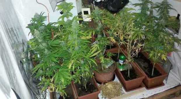 Disoccupato s'inventa spacciatore: nel garage una coltivazione di cannabis