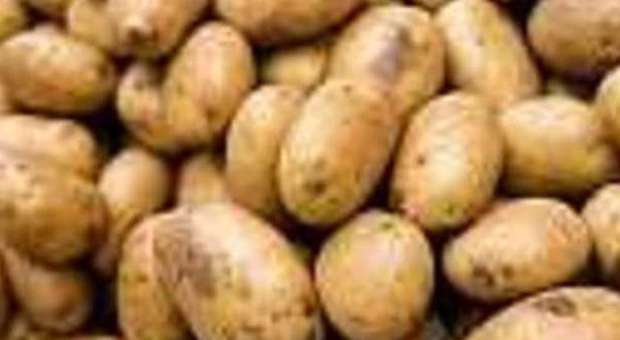 Rieti, ladri a caccia di patate: razzia nei campi della scuola agraria Denuncia della preside ai carabinieri