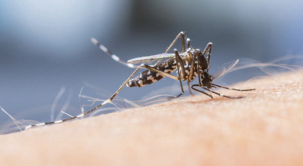 Dengue, cos'è e come si manifesta il virus: «Febbre alta e macchie simili al morbillo»
