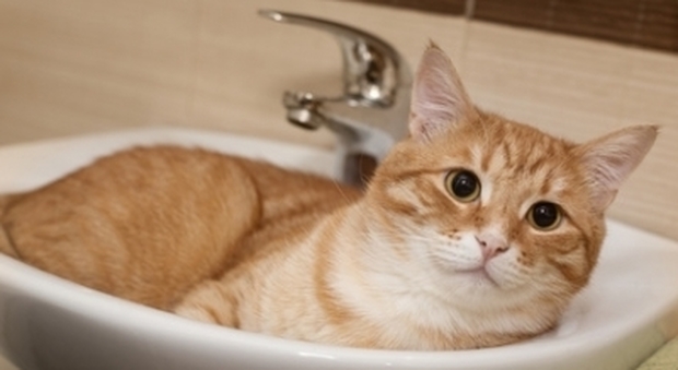 Il gatto sporca il bagno aziendale: il padrone preso a sprangate dal collega