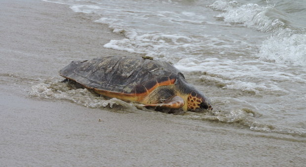 Muzio e Algida tornano in mare: libere le tartarughe caretta-caretta trovate ferite in spiaggia Foto Muzio e Algida tornano in mare: libere le tartarughe caretta-caretta trovate ferite in spiaggia Foto