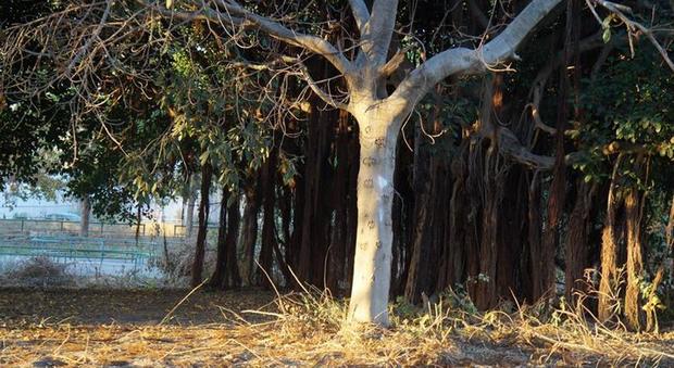 Napoli, pulizie straordinarie nel parco di Villa Letizia: il mistero degli alberi abbattuti