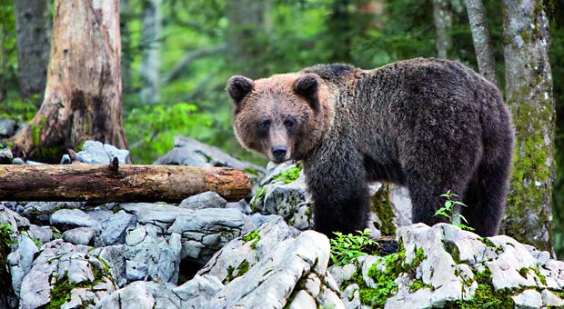 Sta per scattare la "caccia" all'orsa M49 in Trentino Alto Adige