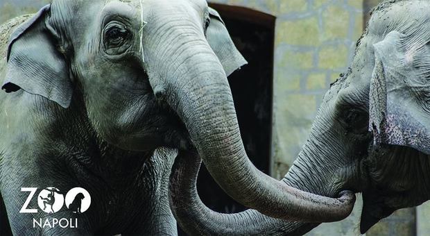 Lutto allo zoo di Napoli, morta una delle elefantesse arrivate da Copenaghen