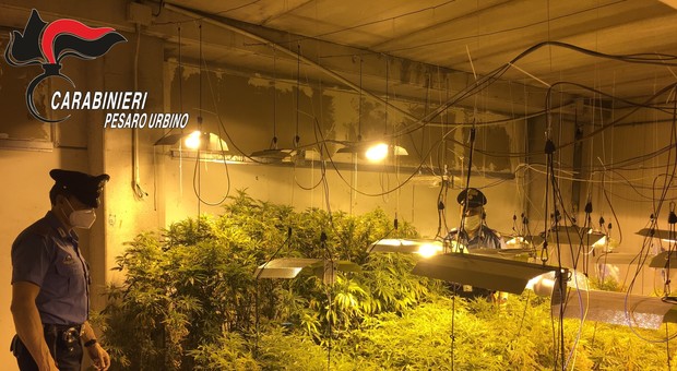 Nel capannone in disuso una piantagione di cannabis, sequestrati 4,9 kg di marijuana pronta alla vendita. Un arresto