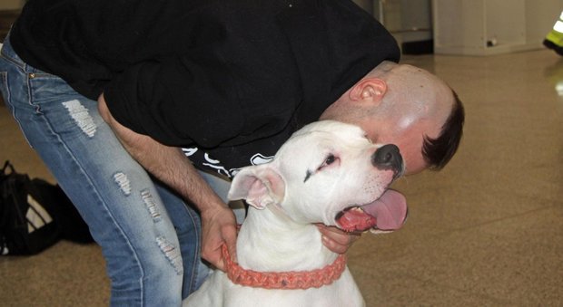 Condannato a morte in Danimarca, il cane Iceberg torna in Italia: l'abbraccio con il proprietario