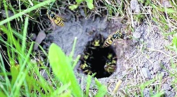 Pesta un nido di vespe mentre va a funghi: ricoperta di punture rischia di morire
