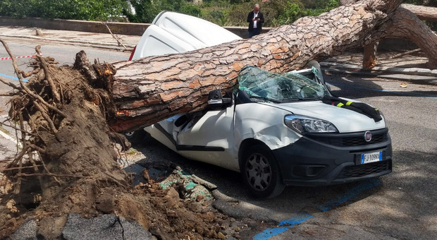 Il crollo di un albero a maggio in via Tito Lucrezio Caro