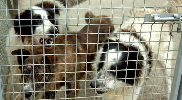 Anche i veterinani in aiuto all'Ucraina: visita gratuita agli animali dei profughi