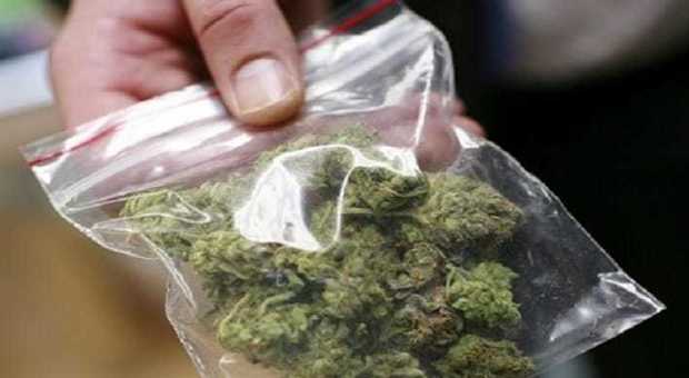 Presa spacciatrice di marijuana nel Napoletano, due case per confezionare le dosi