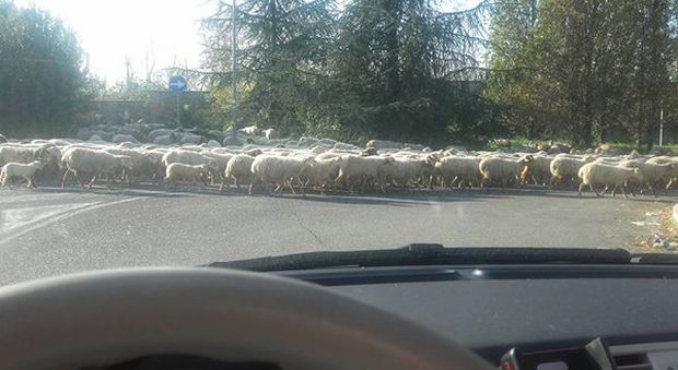 Roma, traffico bloccato: passa il maxigregge di pecore -Fotogallery