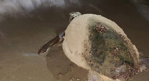 Tartaruga depone le uova sulla spiaggia di Fondi: un gruppo di ragazzi salva il nido