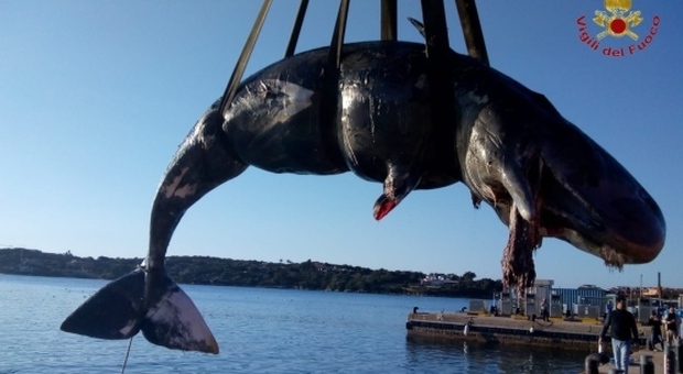 Capodoglio spiaggiato a Porto Cervo: al suo interno 20 kg di plastica e un feto di 2,5 metri