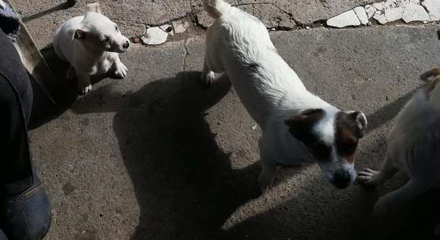 Choc a Sant'Alfonso di Angri: cinque cani morti avvelenati