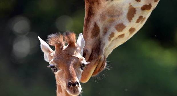 Mamma giraffa protegge il suo piccolo da due iene