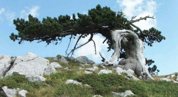 Un pino loricato