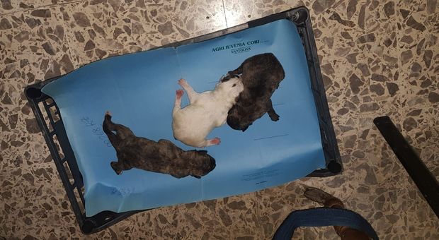 Tre cuccioli di cane buttati in un cassonetto: salvati dai carabinieri