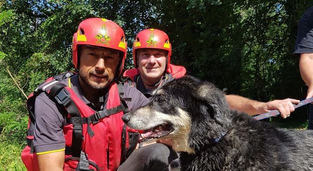 Due cani finiscono nel Tevere a Perugia, li salvano i vigili del fuoco