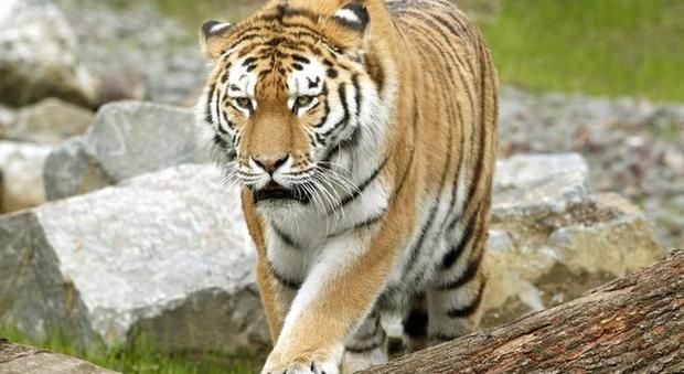 Primo intervento al mondo per implementare una protesi a una tigre