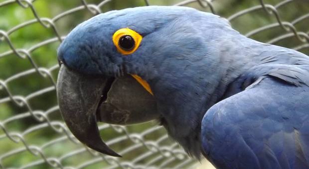 Brasile, allo zoo nasce un raro esemplare di pappagallo blu
