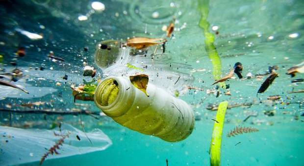 Plastiche e microplastiche, 90 specie a rischio nel Mediterraneo