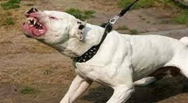Cani senza museruola azzannano un bulldog: multa salata per la padrona
