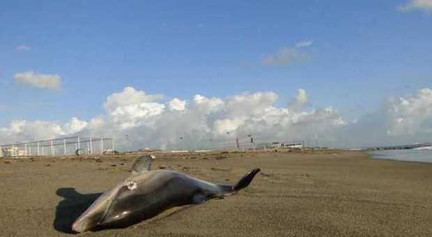 Delfino di tre metri trovato senza vita sulla spiaggia di Pineto