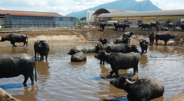 I liquami delle bufale nei terreni, imprenditore via dal Casertano