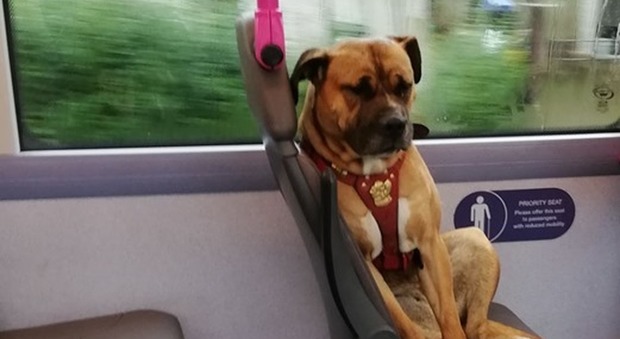 Un cane triste sale sul bus: la foto di una ragazza fa scattare una valanga di adozioni