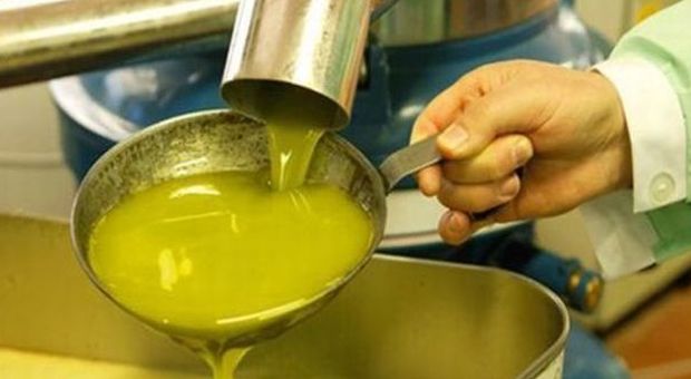 Torino, olio di oliva spacciato per extravergine: ​sette aziende indagate per frode