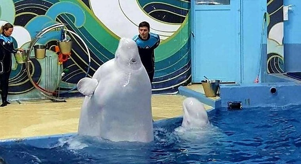 Glasha, il beluga incredibimente obeso dell'acquario russo. L'esperta: «Mai visto nulla del genere».