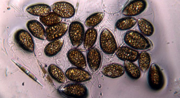 L’alga tossica di Duino è in “remissione”. Livelli nella norma nelle acque di Canovella