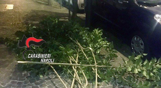 Napoli, gli alberi danno fastidio al bar e il proprietario ordina di tagliarli: denunciato il giardiniere