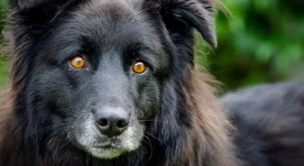Bagheera, il cane che nessuno vuole adottare: "Ha gli occhi del demonio"