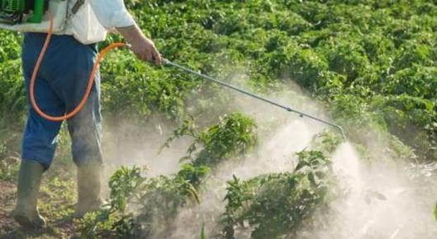 Pensionato con la passione dell'orto muore avvelenato dai pesticidi