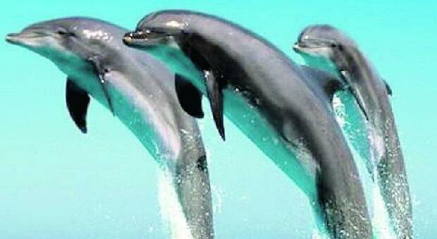 Delfini e tartarughe marine, in Adriatico un'area di tutela di 225 km quadrati