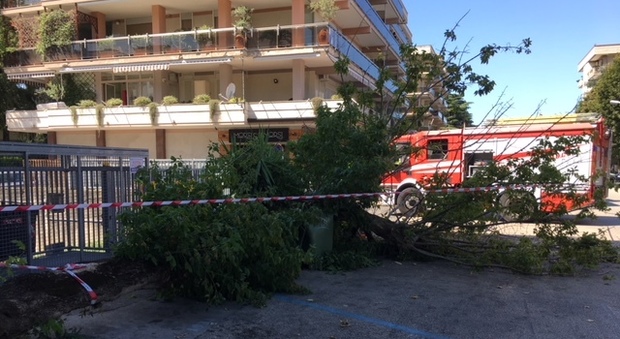 Cade albero a Caserta, feriti due ambulanti senegalesi